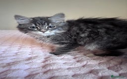Maine Coon cats for sale: Maine Coon Kitten  - Image 9