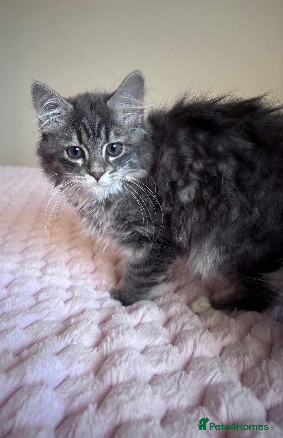 Maine Coon cats for sale: Maine Coon Kitten  - Image 9