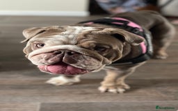English Bulldog dogs for sale: 5 year old English bulldog  - Image 4