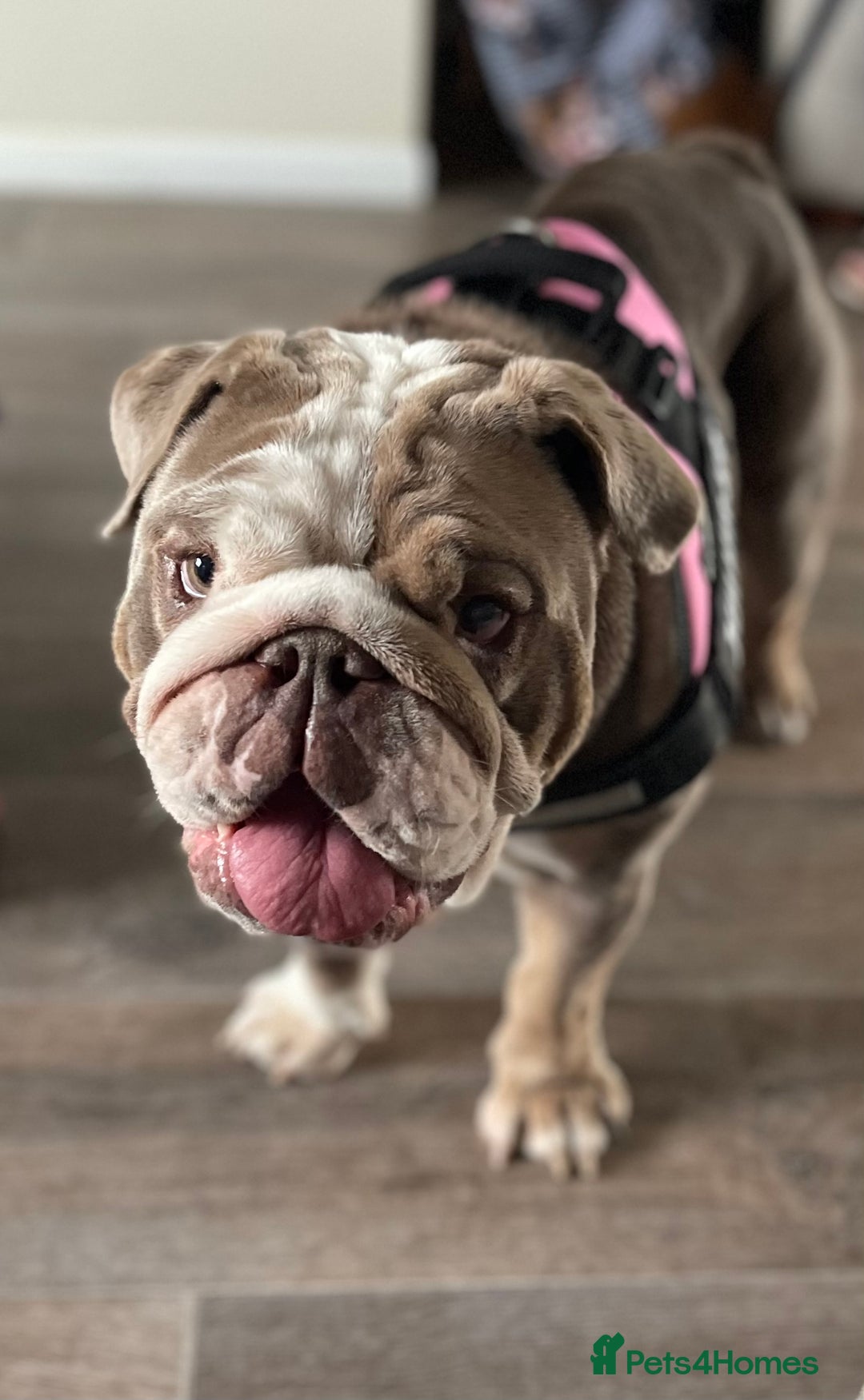 English Bulldog dogs for sale: 5 year old English bulldog  - Image 4