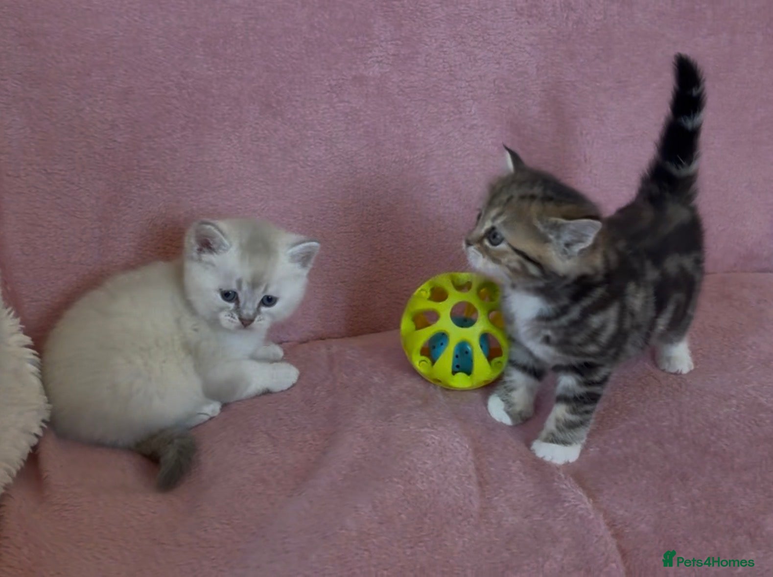 British Shorthair cats BSH cross Ragdol/grey tabby, kittens FEMALE MALE - Advert 2