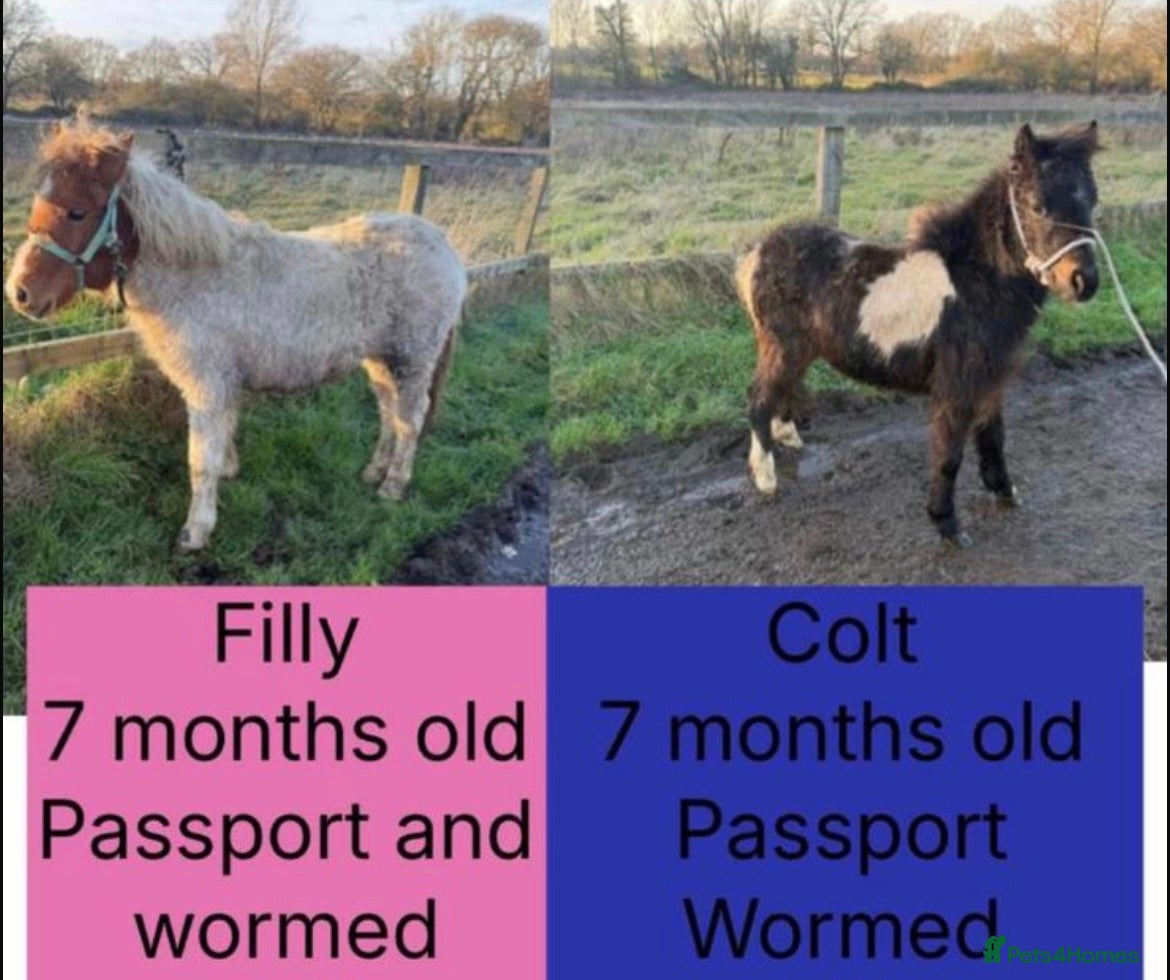 Riding pony horses 7-month-old Pony Filly & Colt, Unhandled - Advert 7