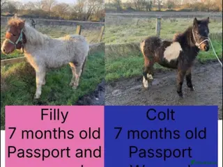 Riding pony horses 7-month-old Pony Filly & Colt (sold separately) - Advert 7