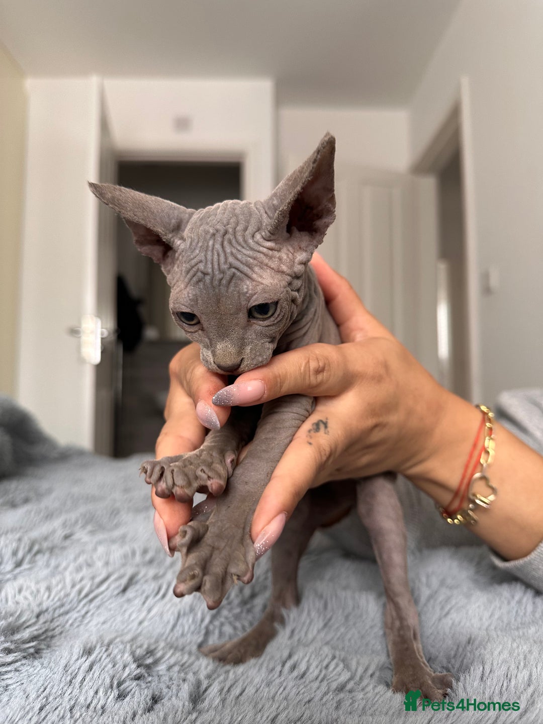 Sphynx cats for sale: Four 😍 SPHYNX kittens  - Image 20