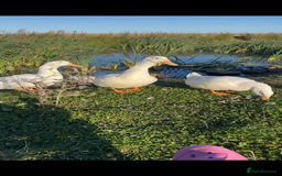 Ducks poultry for sale: 10 young female all American whites  - Image 1