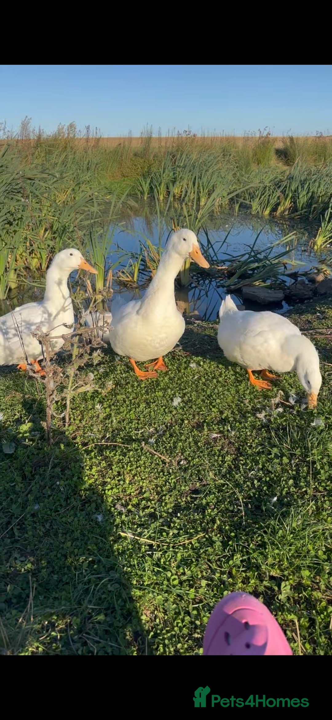 Ducks poultry for sale: 10 young female all American whites  - Image 1