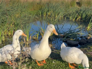 Ducks poultry - Advert 29