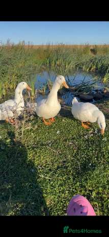 Ducks poultry - Advert 5