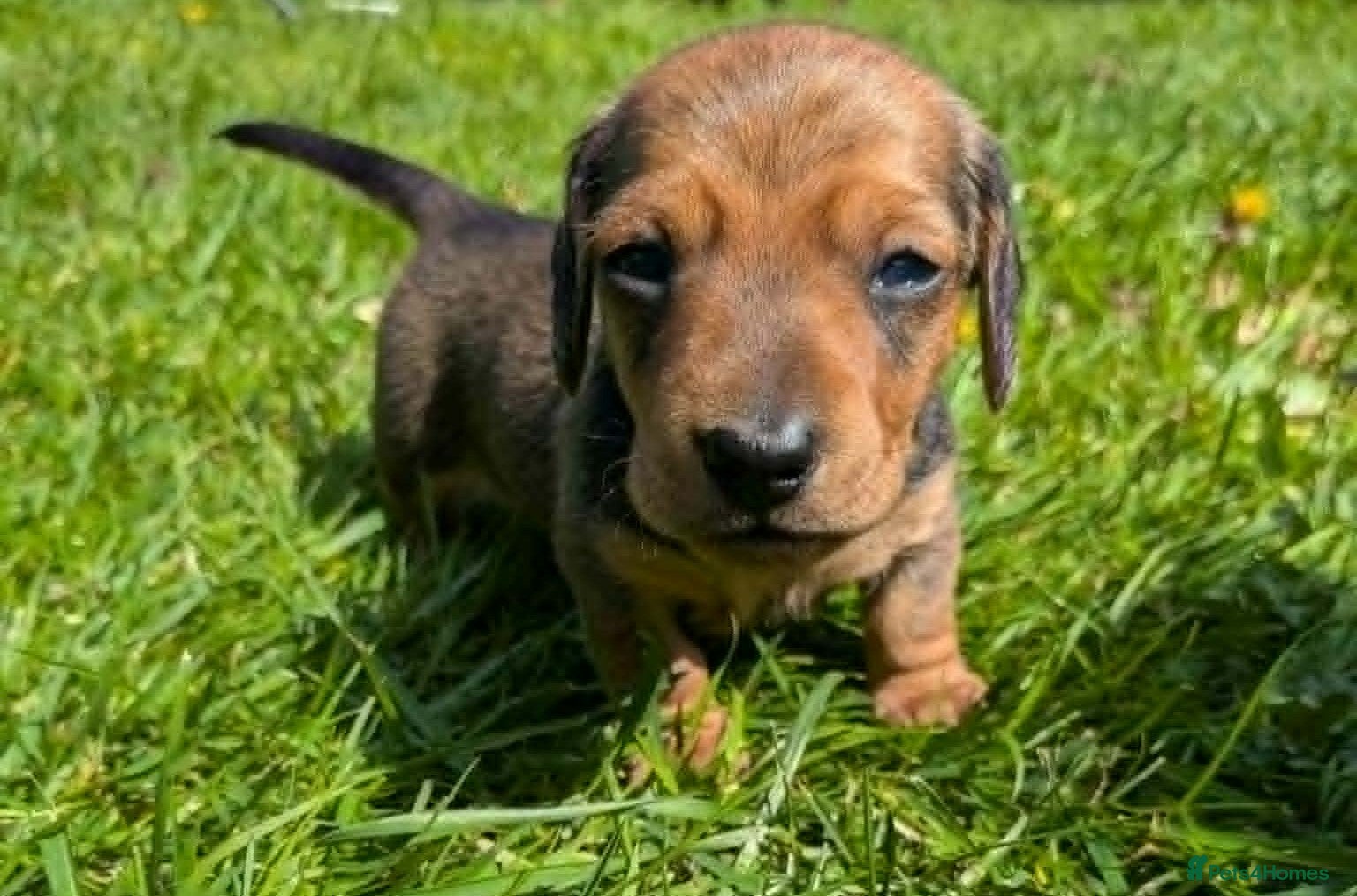 Miniature Dachshund dogs for sale: Mini Smooth Dachshund - Shaded Red Boy  x 2 - Advert 9