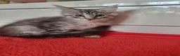 Maine Coon cats for sale: Beautiful Maine Coon Kittens  - Advert 9