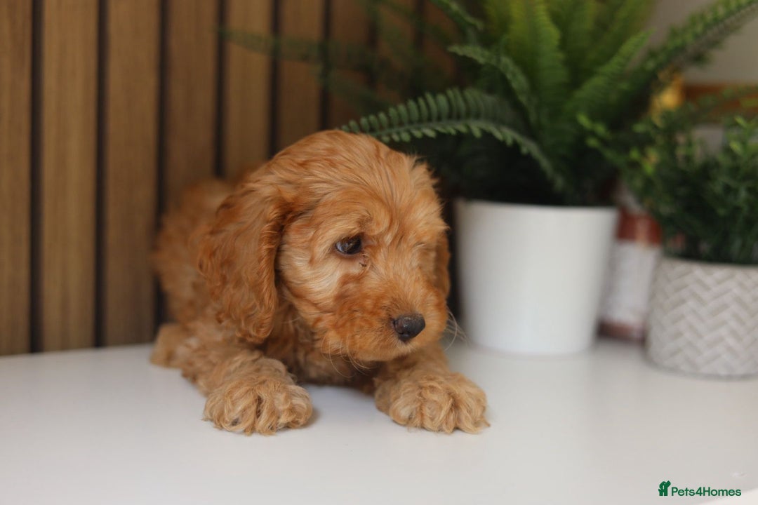 Cavapoo dogs for sale: Red & apricot health tested cavapoo puppies  - Image 10