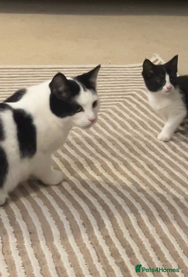Mixed Breed cats Gorgeous Friendly Kittens – Ready for New Home! - Advert 14