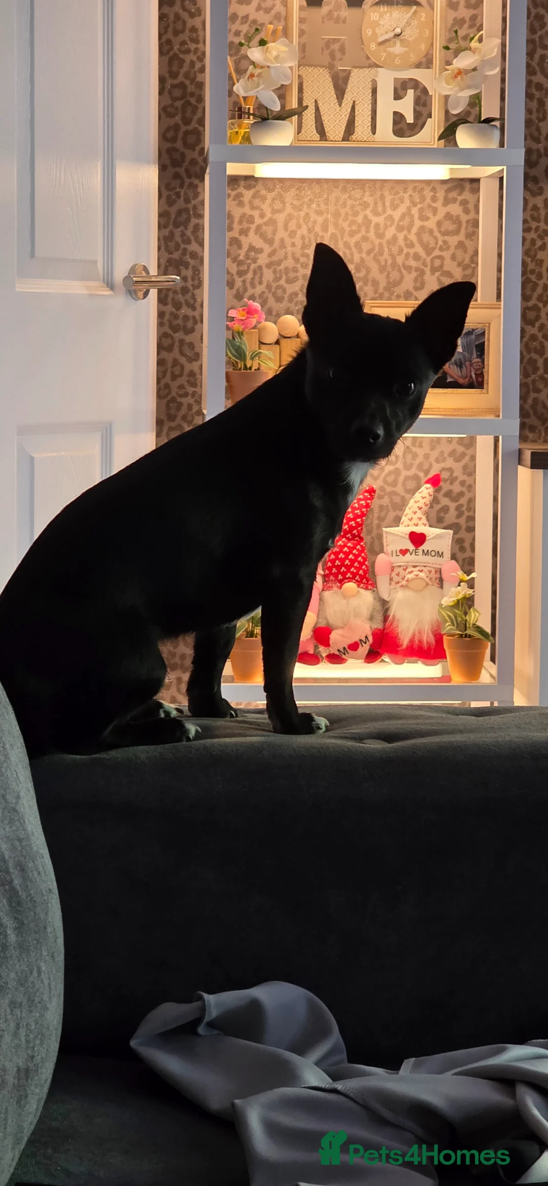 Jackapoo dogs for sale: Louie in Southampton - Advert 6