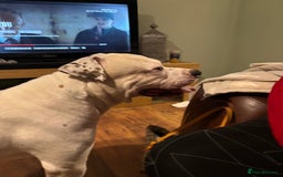 American Bulldog dogs for stud: Classic American bull 🇺🇸  - Image 28