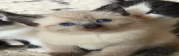 Ragdoll cats for sale: Beautiful female ragdoll cross kitten - Advert 9