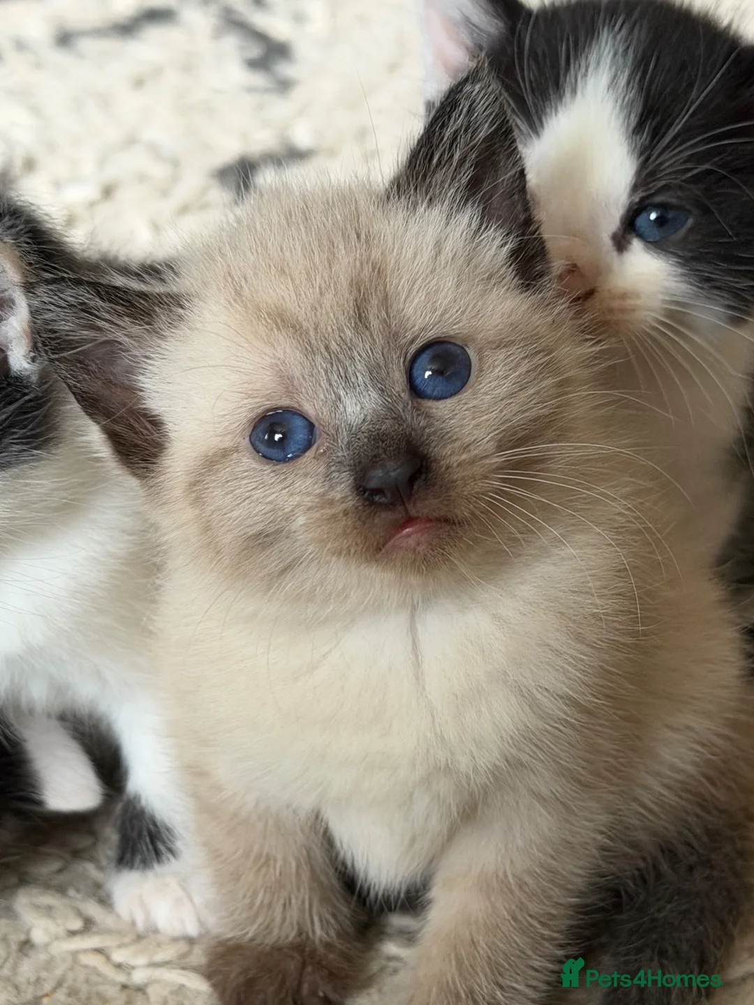 Ragdoll cats for sale: Beautiful female ragdoll cross kitten - Advert 9