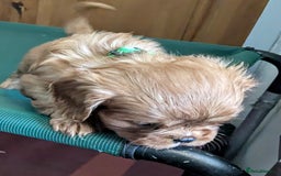 Cavalier King Charles Spaniel dogs for sale: Stunning Deep Ruby Cavalier king Charles puppies  - Image 27