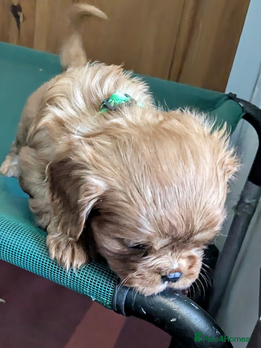 Cavalier King Charles Spaniel dogs for sale: Stunning Deep Ruby Cavalier king Charles puppies  - Image 27
