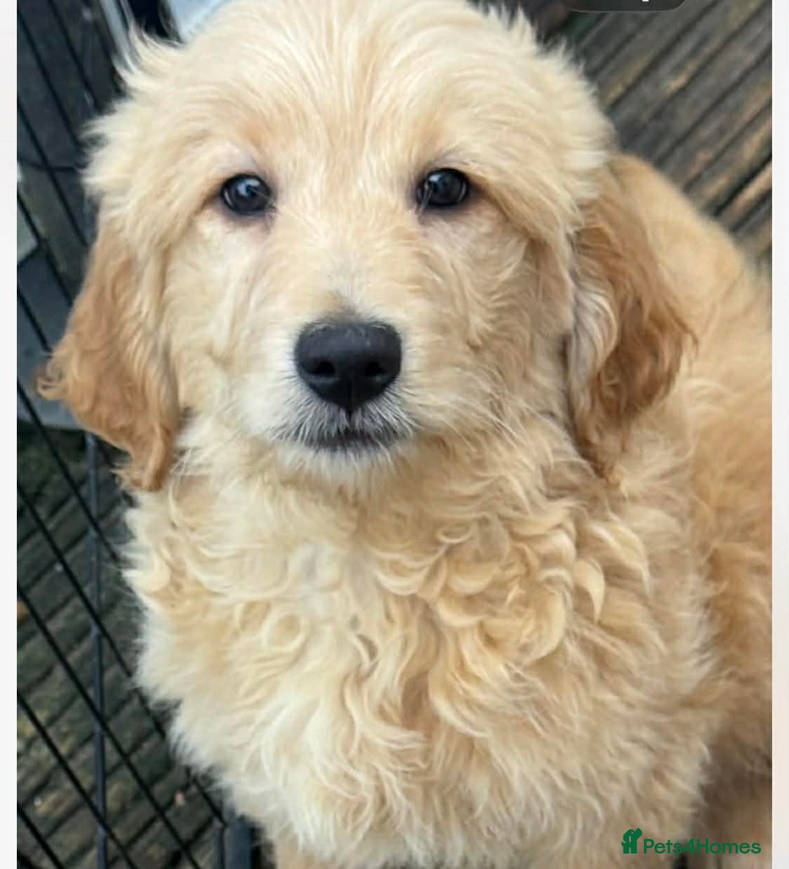 Goldendoodle dogs Beautiful health checked small retriever xdoodles  - Advert 6