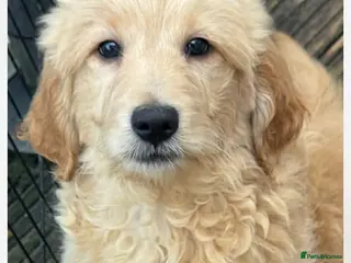 Goldendoodle dogs Beautiful health checked small retriever xdoodles - Advert 6