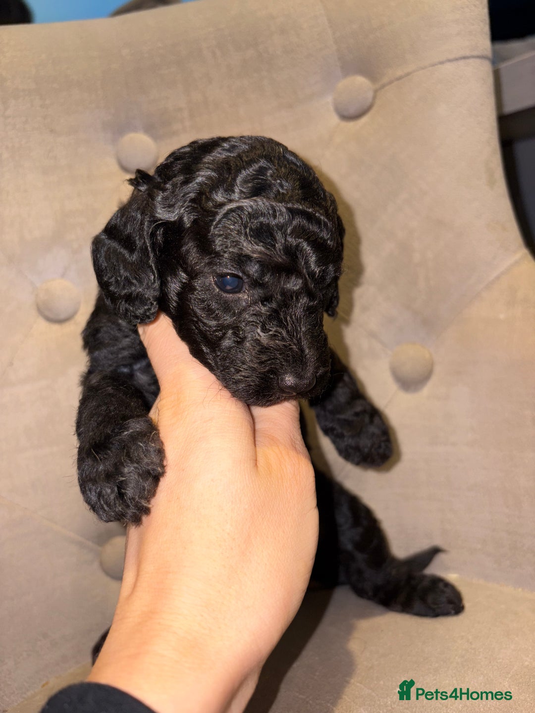 Cockapoo dogs for sale: Beautiful litter of Cockapoo pups - Advert 7