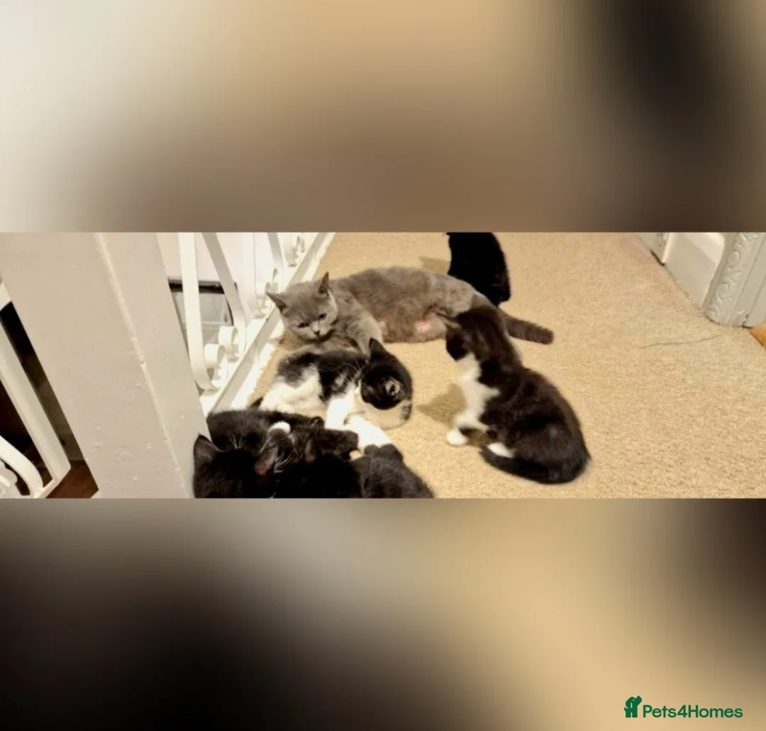 British Shorthair cats for sale: Kittens - Advert 3