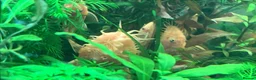 Plecos fish for sale: L144 Blue Eyed Bristlenose Pleco size 3 cm - Advert 30