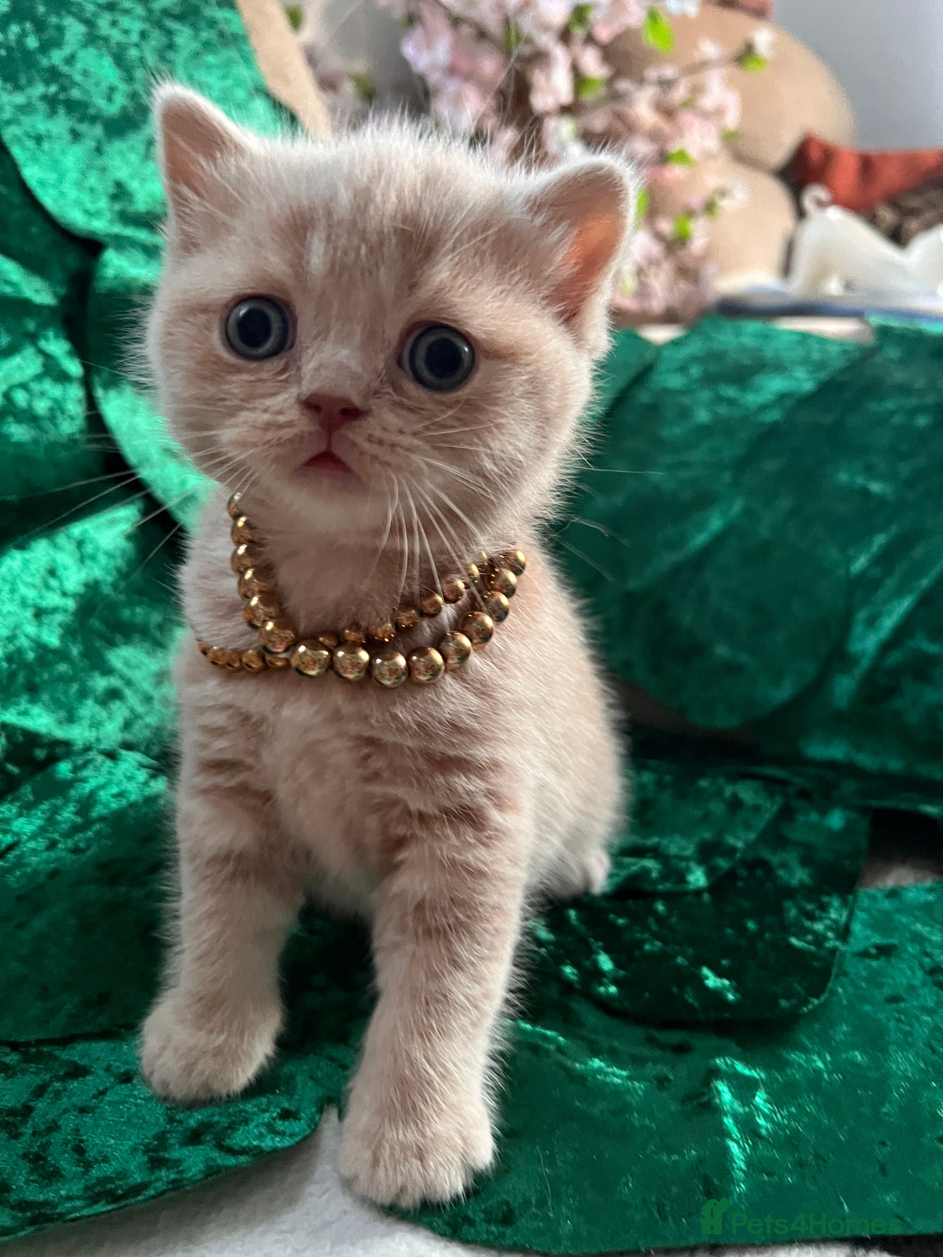 Scottish Fold cats for sale: 😻SCOTTISH FOLD 😻 CREAM & RED COLOUR 😻 - Advert 18