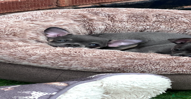Chihuahua dogs - Advert 12