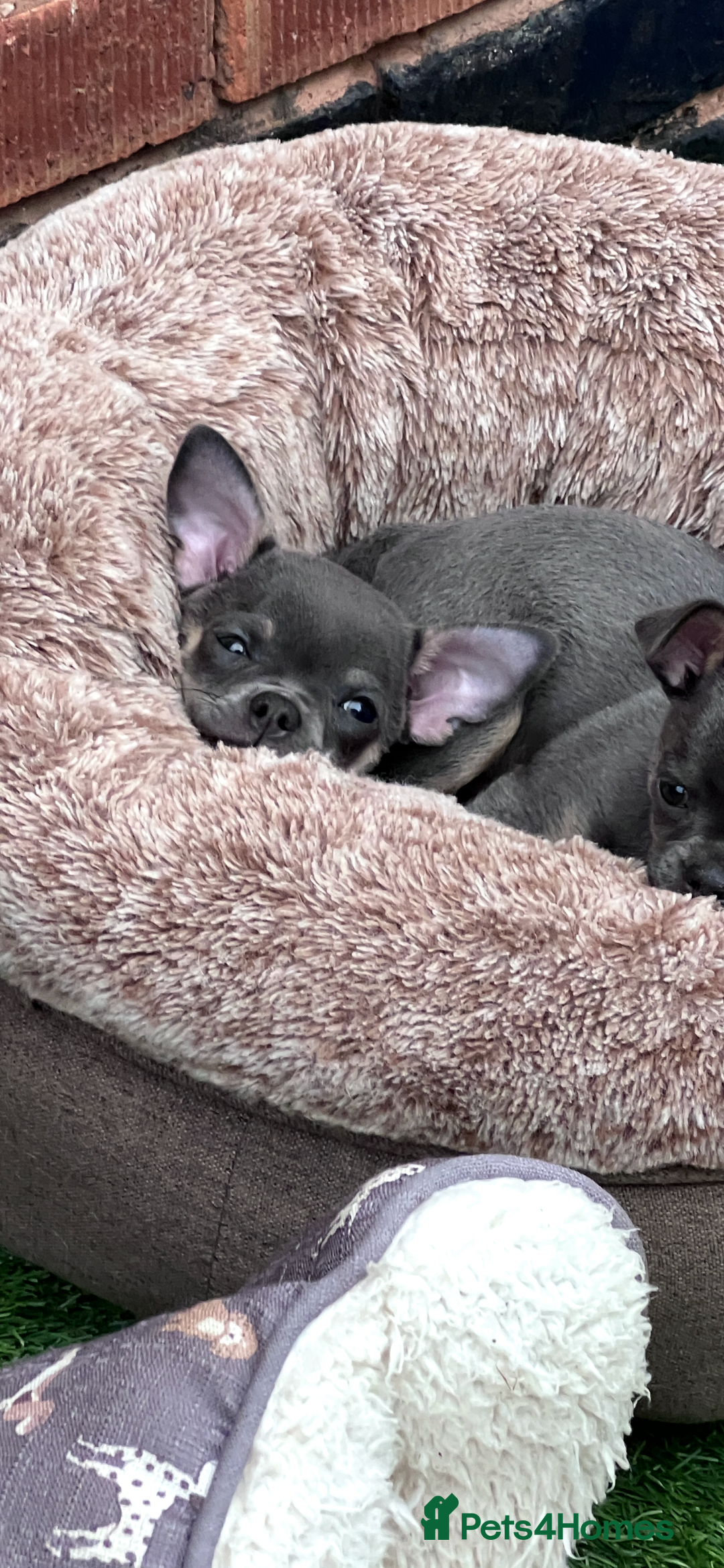 Chihuahua dogs for sale: READY one boy left  (lilac) chihuahua pup left💜🐾 - Image 3