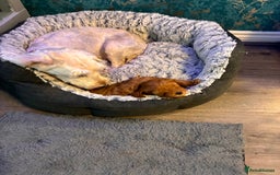 Cockapoo dogs for sale: F1b Cockapoo’s  - Image 5