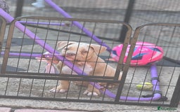 American Bully dogs for sale: Pocket bully female GREAT bloodline READY to leave - Image 4