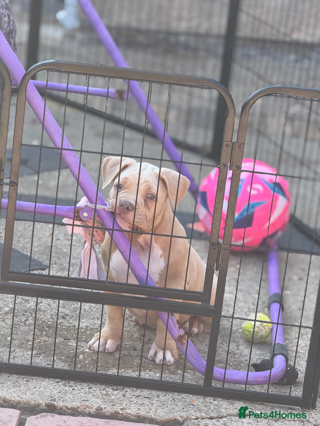 American Bully dogs for sale: Pocket bully female GREAT bloodline READY to leave - Image 4