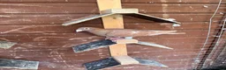 Pigeons birds for sale: Quality 2025 /6 Racing Pigeons Available - Advert 5