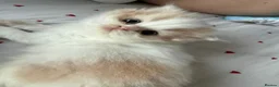 British Shorthair cats for sale: British long hair kitten - Advert 2