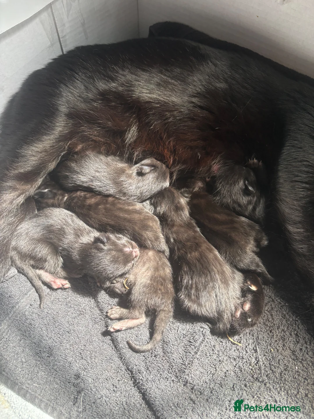 Mixed Breed cats for sale: 6 beautiful kittens - Advert 2