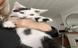 Mixed Breed cats for sale: 3 kittens ready for loving home - Image 6