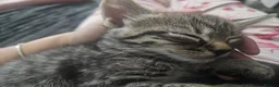 Mixed Breed cats for sale: Mix breed kittens mum is bengal cross - Advert 33