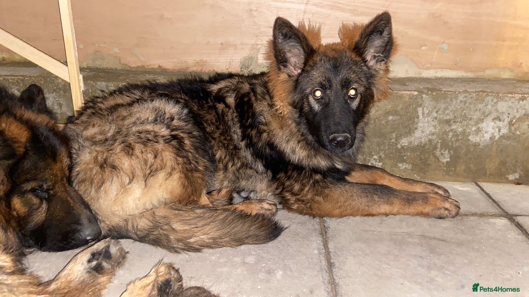 German Shepherd dogs for sale: German Shepherd puppy Kc registered champion lines - Advert 3