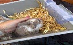 Mini Lop rabbits for sale: Mini lop baby rabbits for sale - Image 16