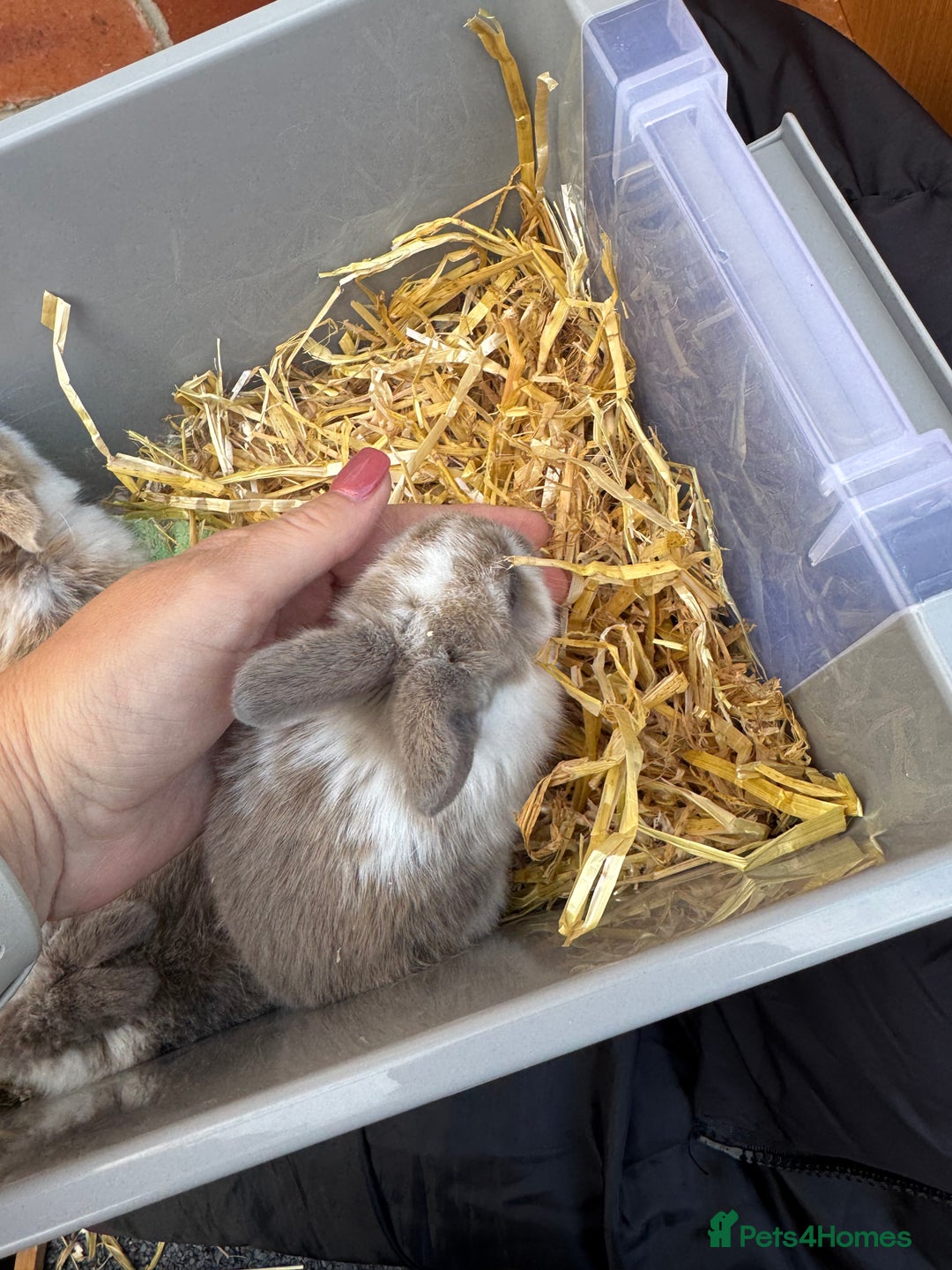 Mini Lop rabbits for sale: Mini lop baby rabbits for sale - Image 16