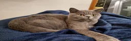 British Shorthair cats for sale: Gorgeous Female British Blue - Advert 4