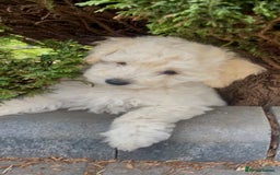 Miniature Poodle dogs for stud: Ozzie for stud only  - Image 13