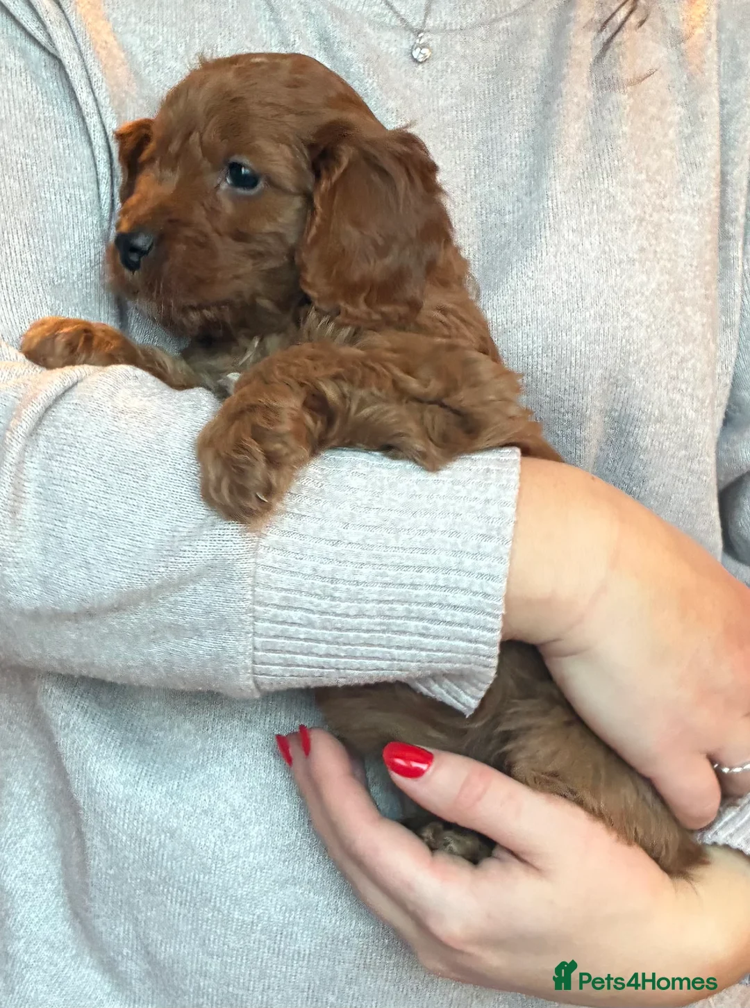 Cockapoo dogs for sale: Cockerpoo puppies  - Advert 8