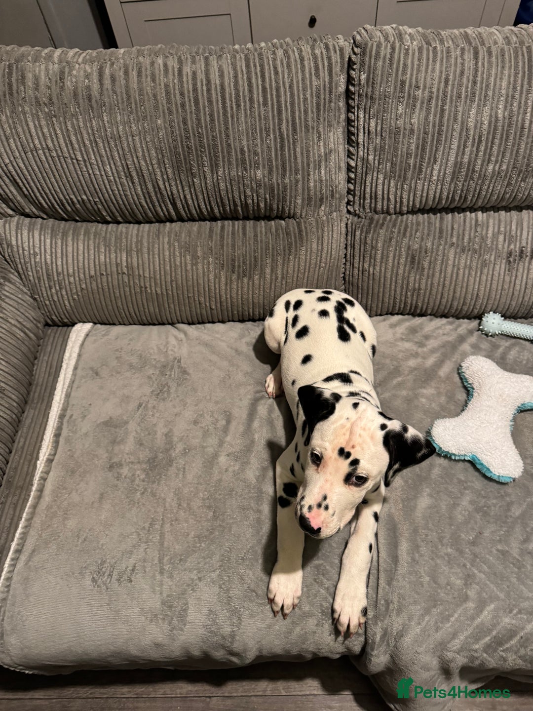 Dalmatian dogs for sale: Male Dalmatian puppy  - Advert 2