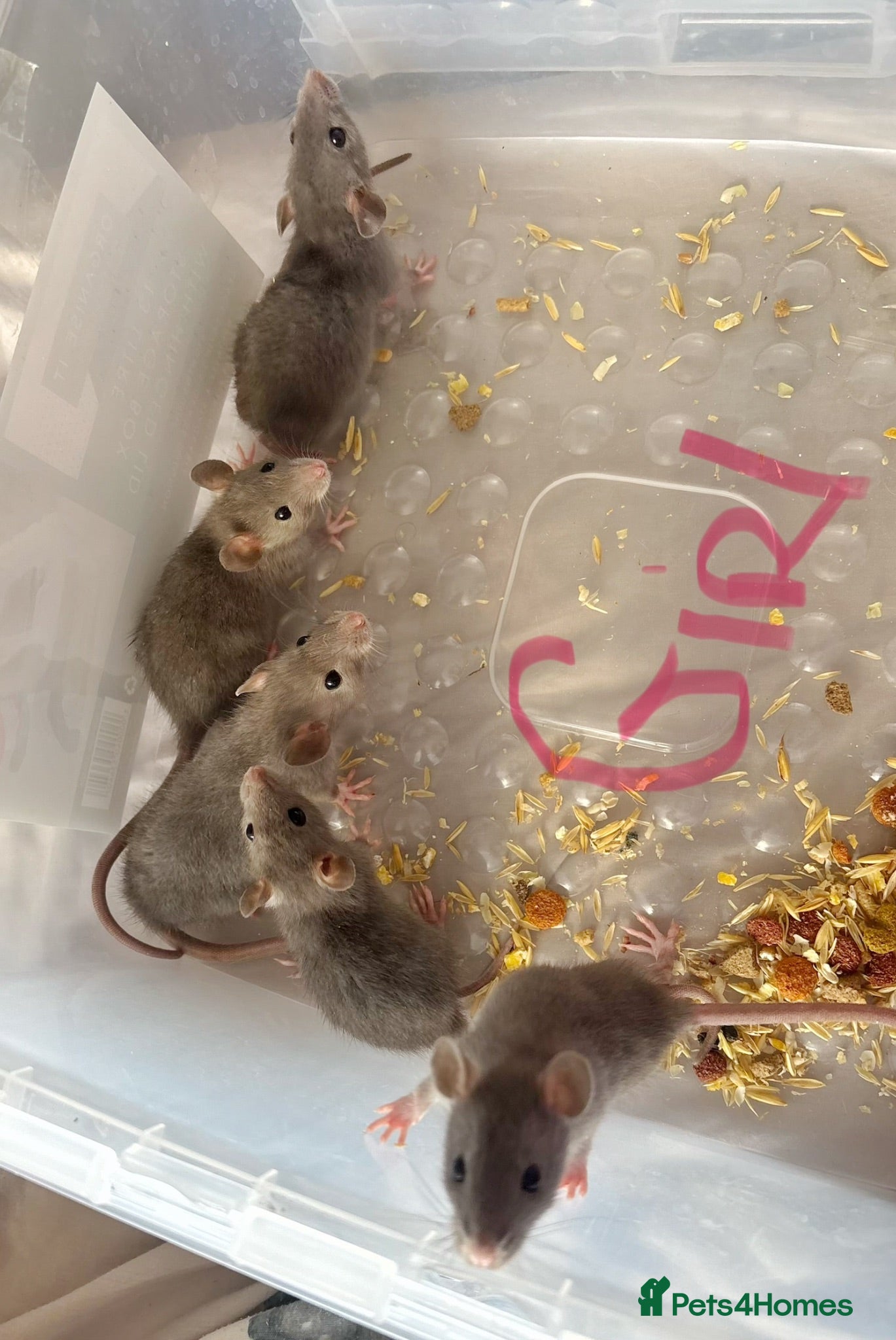 Rat rodents Beautiful siamese baby rats - Advert 2