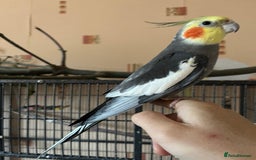 Cockatiels birds for sale: 3 Male hand reared Cockatiels  - Image 3