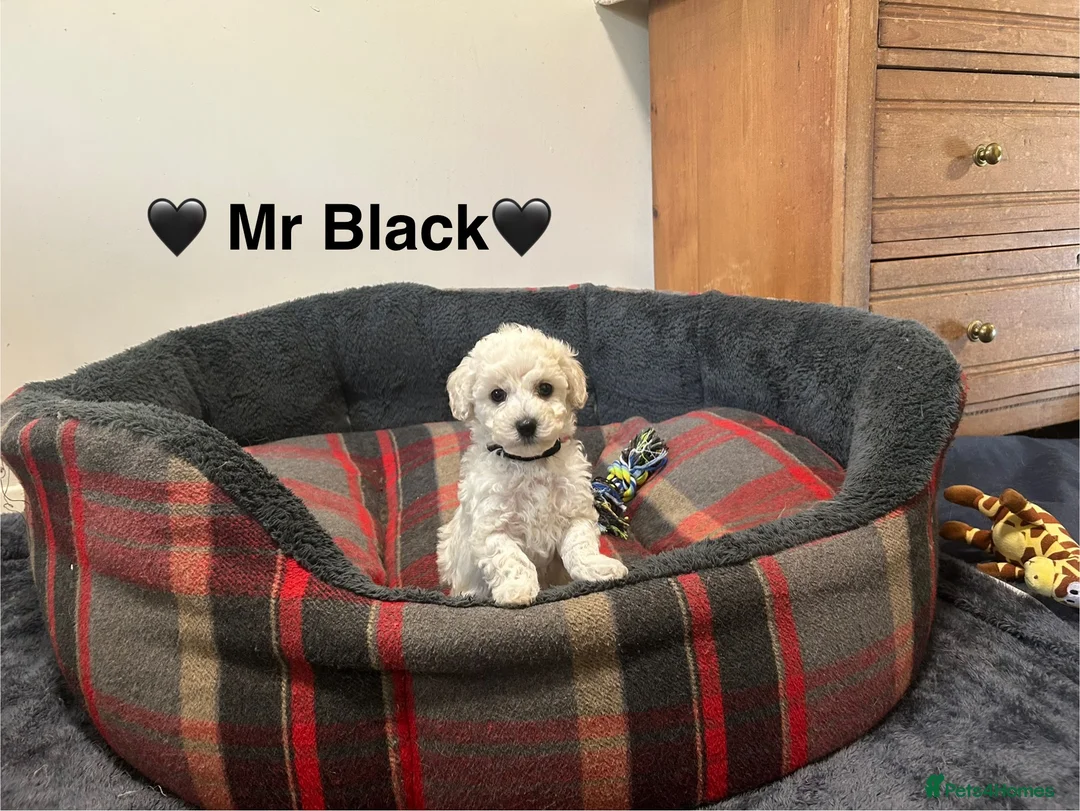 Toy Poodle dogs for sale: 5⭐️TOY Poodle Puppies⭐️ Champagne and Golden ⭐️ - Advert 14