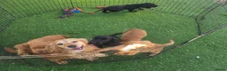 Cocker Spaniel dogs for sale: Golden and Black working type cocker spaniels - Advert 5