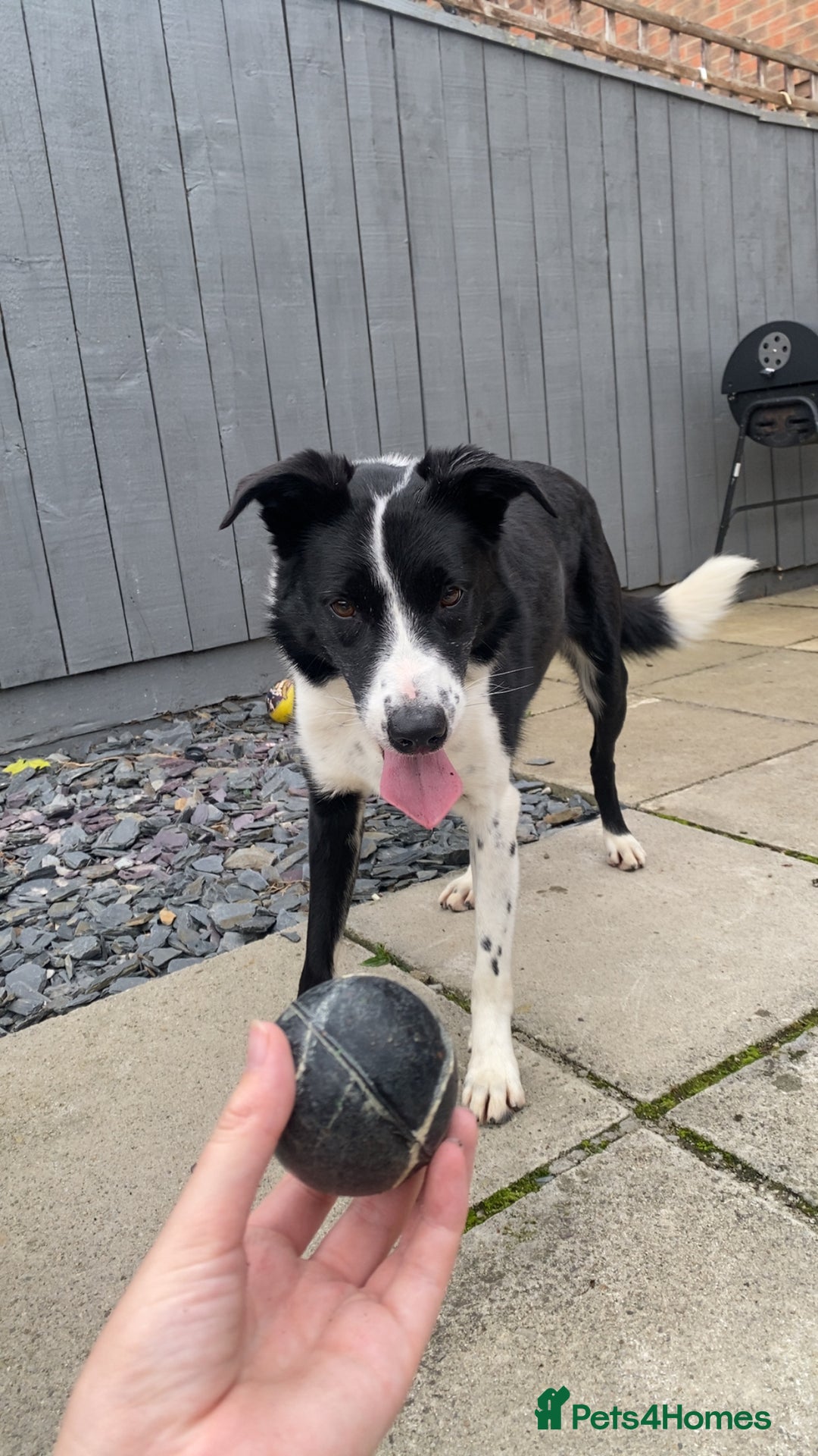 Border Collie dogs for sale: Border collie for rehome - Advert 1